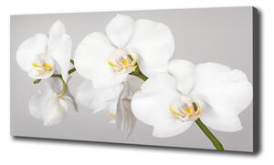 Foto obraz canvas Orchidej oc-133396361