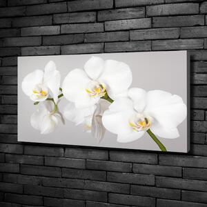 Foto obraz canvas Orchidej oc-133396361