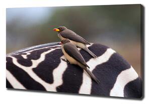 Foto obraz canvas Ptáci a zebra oc-133933149