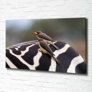 Foto obraz canvas Ptáci a zebra oc-133933149