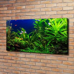 Foto obraz na plátně Ryby v akvárium oc-134899248