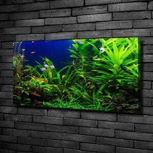 Foto obraz na plátně Ryby v akvárium oc-134899248