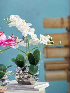 Gasper Orchidej, bílá