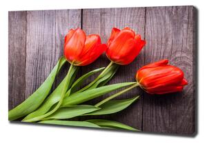 Foto obraz na plátně Červené tulipány oc-137777387