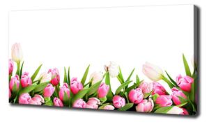 Foto obraz canvas Růžové tulipány oc-138798865