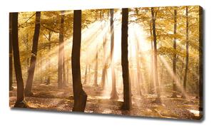 Foto obraz na plátně Podzimní les oc-140215873