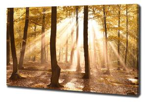 Foto obraz na plátně Podzimní les oc-140215873