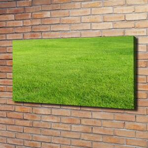 Foto obraz na plátně do obýváku Zelená tráva oc-141153462
