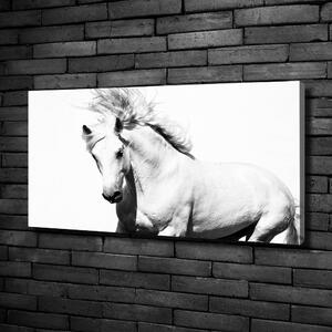 Moderní obraz canvas na rámu Bílý kůň oc-14270832