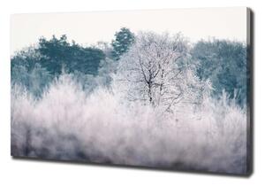 Foto obraz na plátně do obýváku Stromy zimou oc-142936706