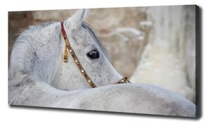 Foto obraz na plátně Bílý arabský kůň oc-143185113