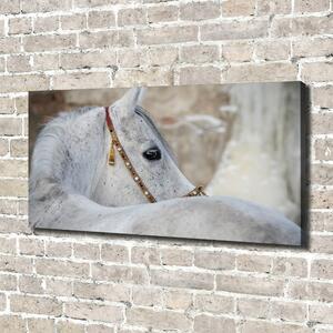 Foto obraz na plátně Bílý arabský kůň oc-143185113