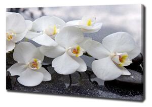 Foto obraz na plátně Orchidej oc-143985624