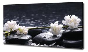 Foto obraz na plátně Květ višně oc-14431033