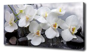 Foto obraz na plátně Orchidej oc-143985624