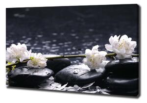 Foto obraz na plátně Květ višně oc-14431033