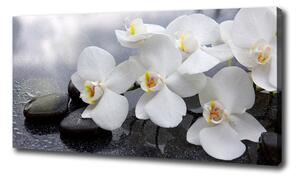 Foto obraz na plátně Orchidej oc-144310520