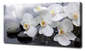 Foto obraz na plátně Orchidej oc-144310520