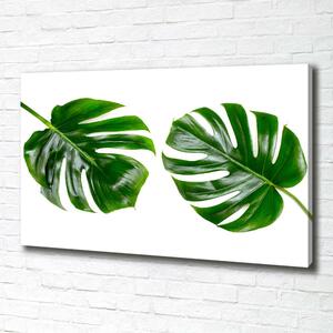 Moderní obraz canvas na rámu Tropické listí oc-145760830