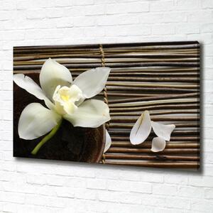 Foto obraz canvas Orchidej oc-14760003
