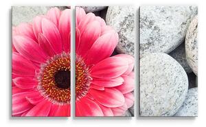 Sablio Obraz - 3-dílný Gerbera na kamenech - 120x80 cm