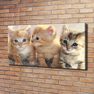 Foto obraz na plátně Malé kočky oc-159538391