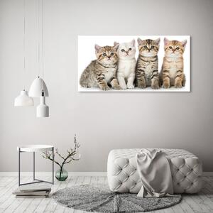 Foto obraz na plátně Malé kočky oc-159885002
