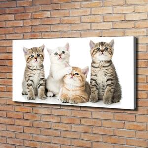 Foto obraz canvas Malé kočky oc-162169974