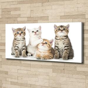 Foto obraz canvas Malé kočky oc-162169974