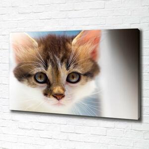 Foto obraz canvas Malá kočka oc-162385240
