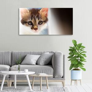 Foto obraz canvas Malá kočka oc-162385240