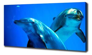Moderní fotoobraz canvas na rámu Dva delfíni oc-16277956