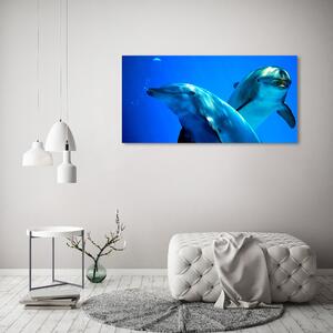 Moderní fotoobraz canvas na rámu Dva delfíni oc-16277956