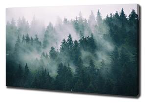 Foto obraz na plátně Mlha nad lesem oc-167720092