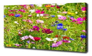Foto obraz na plátně Plolní květiny oc-169402975