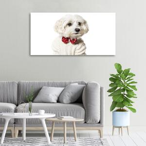 Foto obraz canvas Maltézský psík oc-190626474