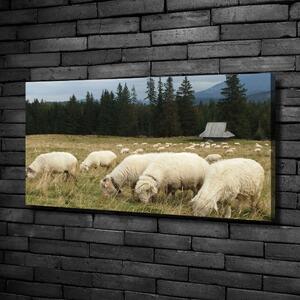 Foto obraz na plátně Pasící se ovce oc-197671747