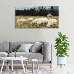 Foto obraz na plátně Pasící se ovce oc-197671747