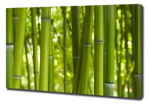Foto obraz na plátně Bambus oc-24255297