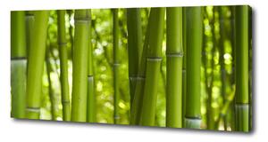Foto obraz na plátně Bambus oc-24255297