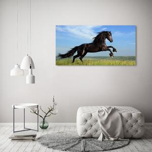 Moderní skleněný obraz z fotografie Černý kůň na louce osh-26473191