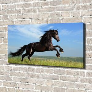 Moderní fotoobraz canvas na rámu Černý kůň na louce oc-26473191