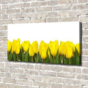 Foto obraz na plátně Žluté tulipány oc-2665979