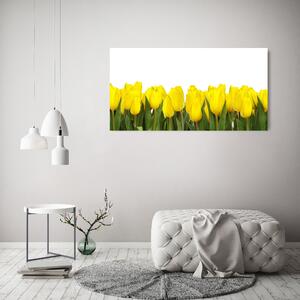Foto obraz na plátně Žluté tulipány oc-2665979