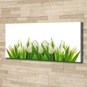 Foto obraz na plátně Bílé tulipány oc-30153186