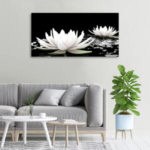 Moderní obraz canvas na rámu Vodní lilie oc-31116780