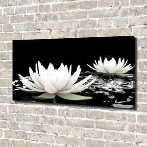 Moderní obraz canvas na rámu Vodní lilie oc-31116780