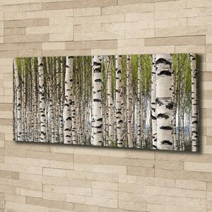 Moderní fotoobraz canvas na rámu Břízový les oc-31867188