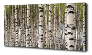 Moderní fotoobraz canvas na rámu Břízový les oc-31867188