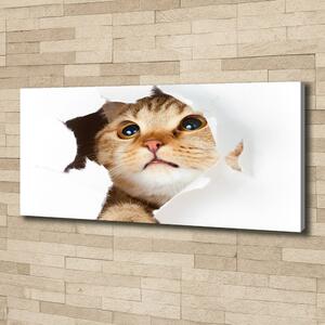 Moderní fotoobraz canvas na rámu Kočka v díře oc-33902265